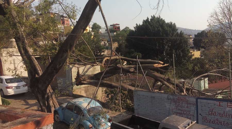 Cae árbol en jardín de niños en la colonia Santa María | El Imparcial de Oaxaca