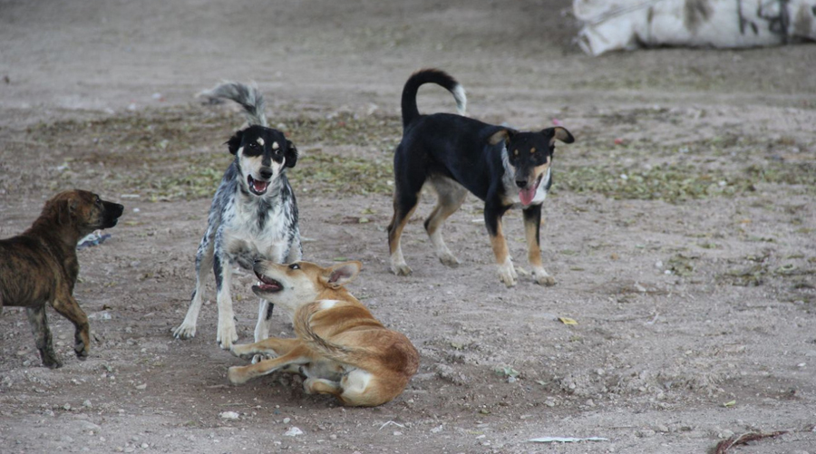 En la Mixteca, existe sobrepoblación  de perros callejeros | El Imparcial de Oaxaca