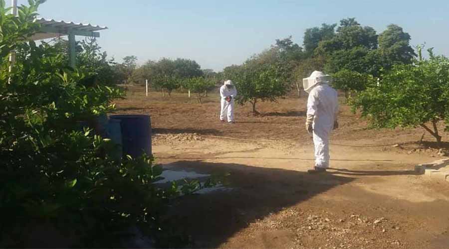 Establecen en Tututepec reglamento  para beneficiar y preservar a las abejas