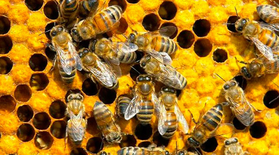 Establecen en Tututepec reglamento  para beneficiar y preservar a las abejas