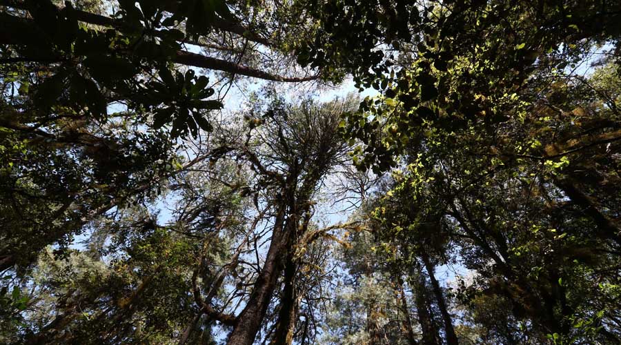 Enfrentan bosques oaxaqueños emergencia por plagas | El Imparcial de Oaxaca