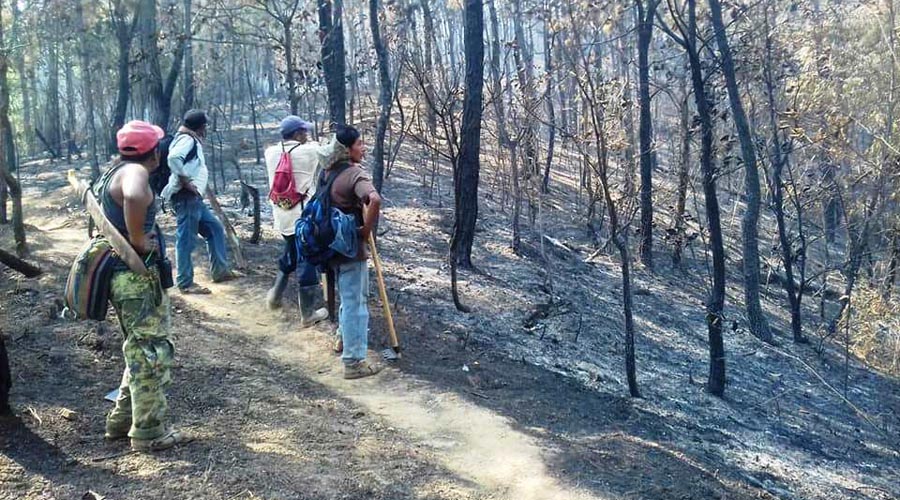 Incendio forestal daña la vida silvestre del Istmo