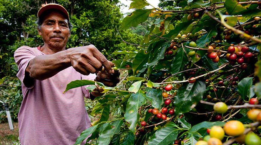 Plagas, cambio climático y falta de financiamiento afecta producción de café en Oaxaca | El Imparcial de Oaxaca