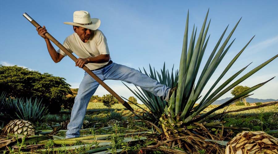 Produce Oaxaca 4.7 millones de litros de mezcal al año