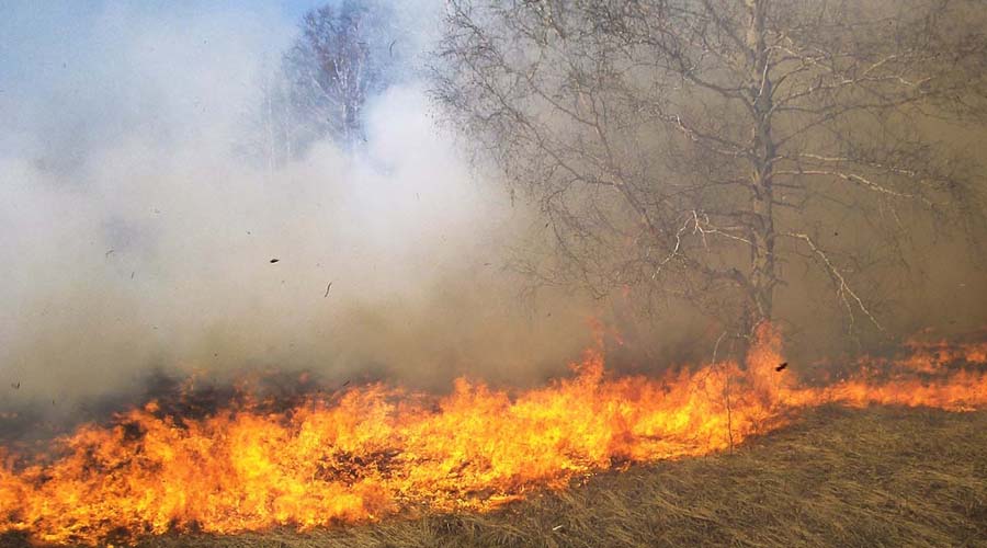 Persisten los incendios forestales en la Costa de Oaxaca | El Imparcial de Oaxaca