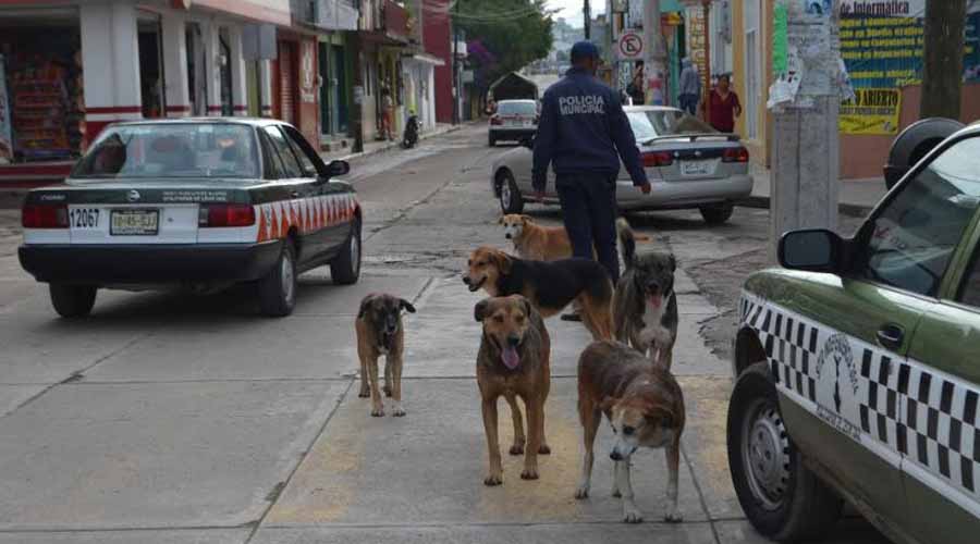 Preocupa maltrato a  mascotas en Huajuapan de León, Oaxaca
