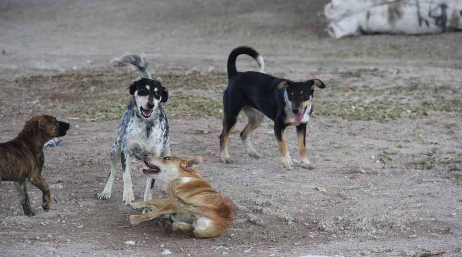 Preocupa maltrato a  mascotas en Huajuapan de León, Oaxaca