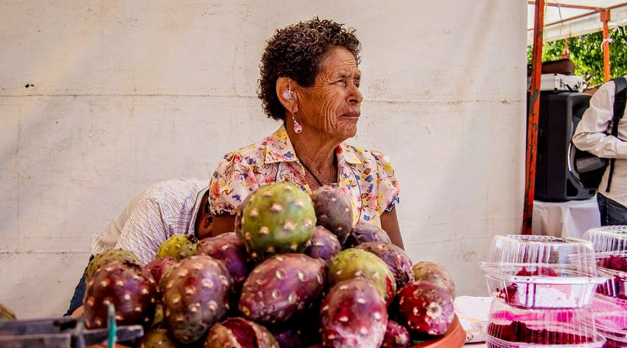 Productores de la Mixteca se preparan  para temporada de pitayas