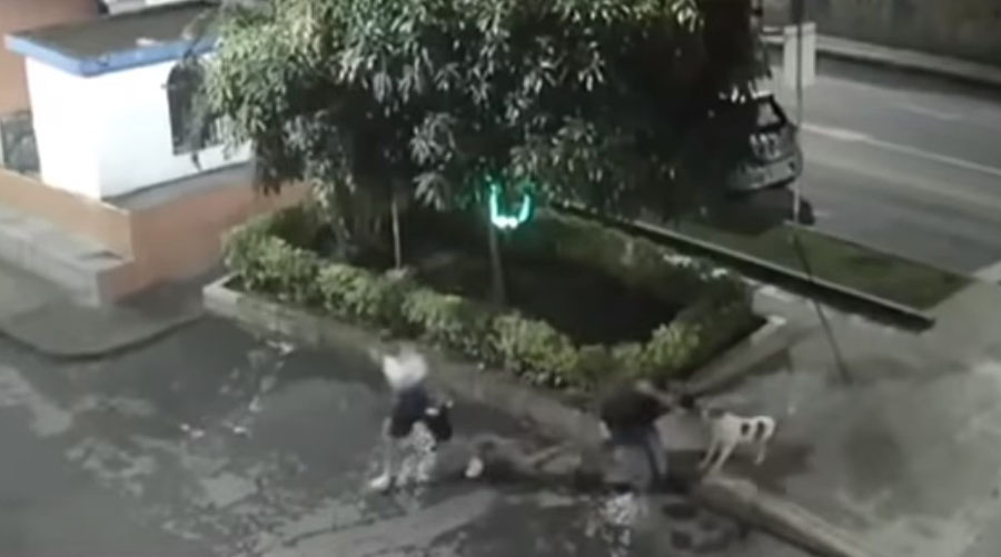 Video: Hombre suelta a pitbull para que ataque a dos personas | El Imparcial de Oaxaca