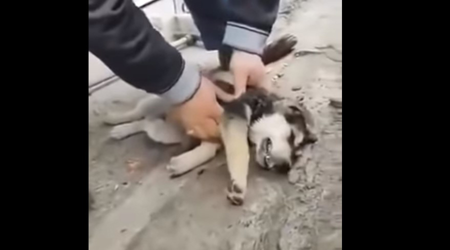 Video: Hombre salva a perrito con respiración boca-hocico