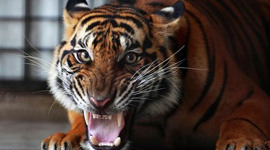 Tigre ataca a cuidadora en zoológico | El Imparcial de Oaxaca