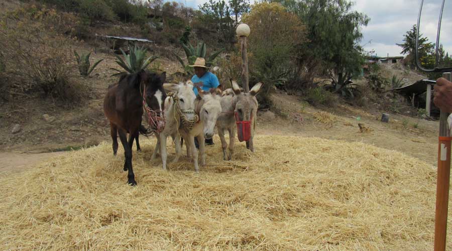 Trillar, loable labor  del campesino en la Mixteca de Oaxaca