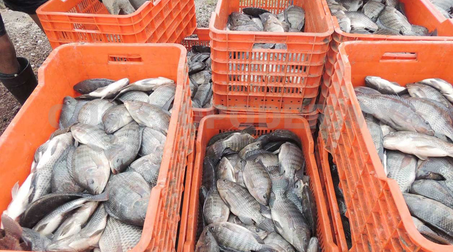 Conapesca estima aumento de 10 % en consumo de mariscos por temporada | El Imparcial de Oaxaca