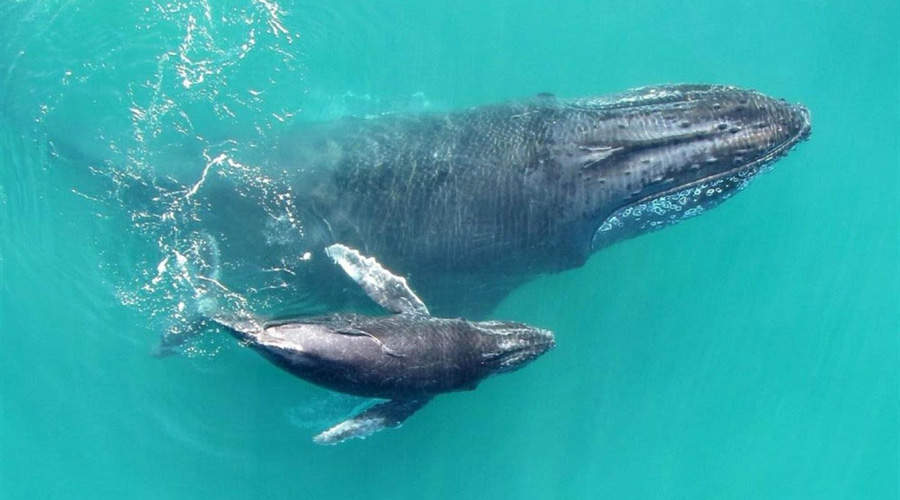 Primeras ballenas tenían cuatro patas: paleontólogos | El Imparcial de Oaxaca