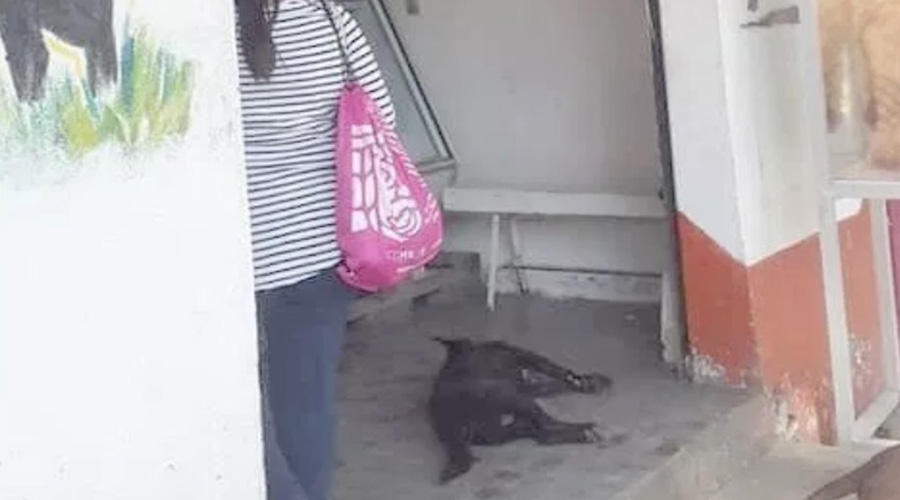 Indignante: Carnicero acuchilla y mata a perro | El Imparcial de Oaxaca