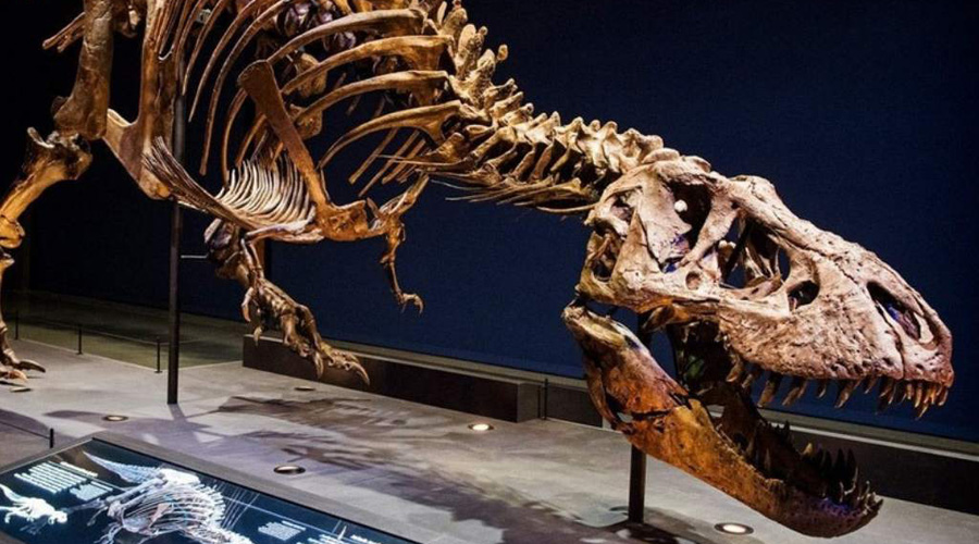 Después de 25 años, dan a conocer al T-rex más grande jamás descubierto | El Imparcial de Oaxaca