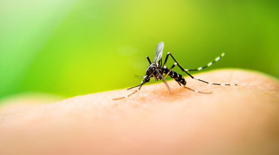 Alertan por aumento de casos de dengue | El Imparcial de Oaxaca