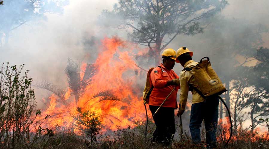 Trabaja Conafor para controlar tres incendios en Guelaguichi | El Imparcial de Oaxaca