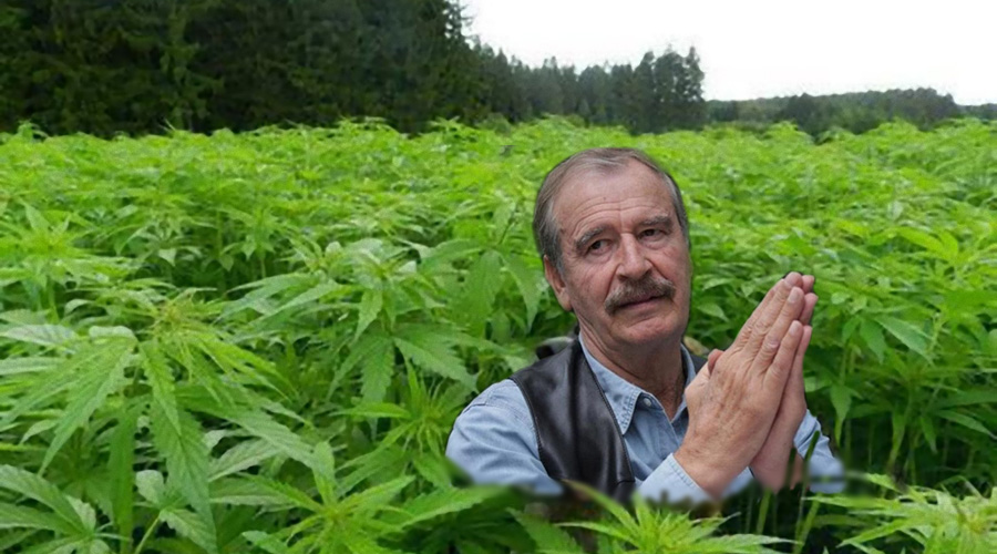 Se alista Vicente Fox para cultivar mariguana y comercializarla legalmente | El Imparcial de Oaxaca
