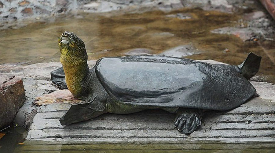 Muere la última tortuga hembra de caparazón blando | El Imparcial de Oaxaca