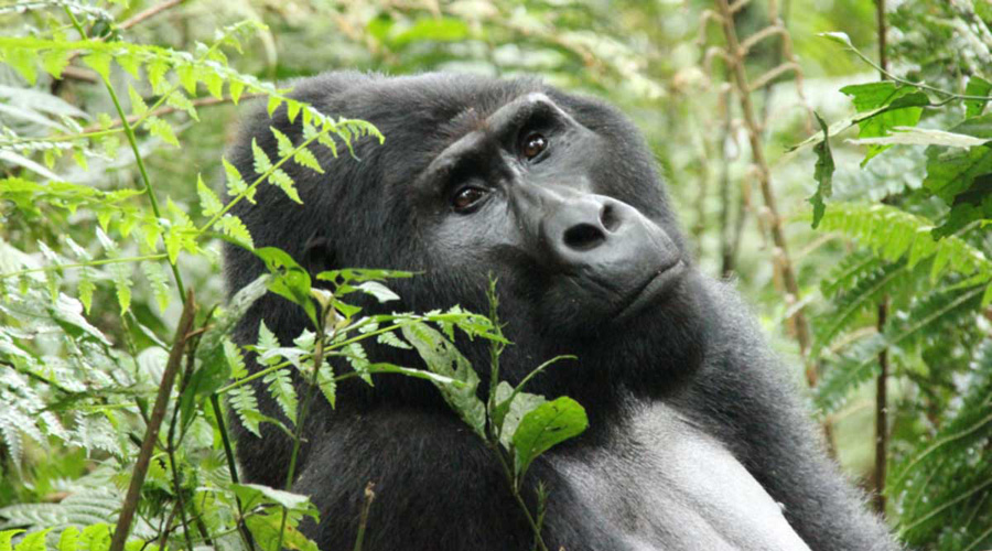 Gorilas se toman selfi con cuidadores y la imagen se vuelve viral | El Imparcial de Oaxaca