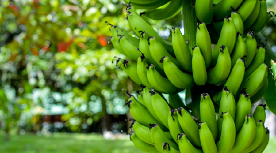Mangos y plátanos verdes previenen cáncer de colon | El Imparcial de Oaxaca