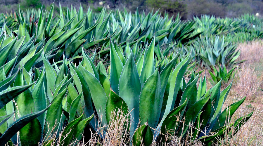 Alertan por nuevo déficit de maguey en Oaxaca