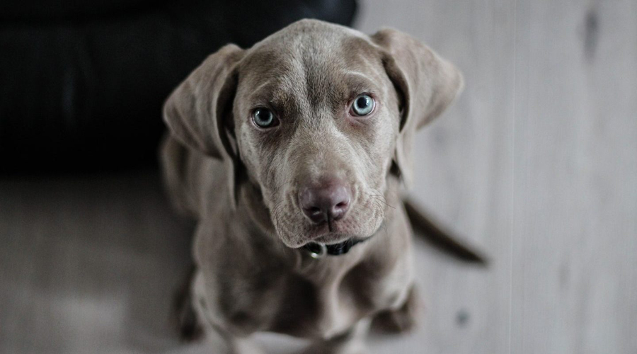 Perros contagian un nuevo y un peligroso tipo de influenza