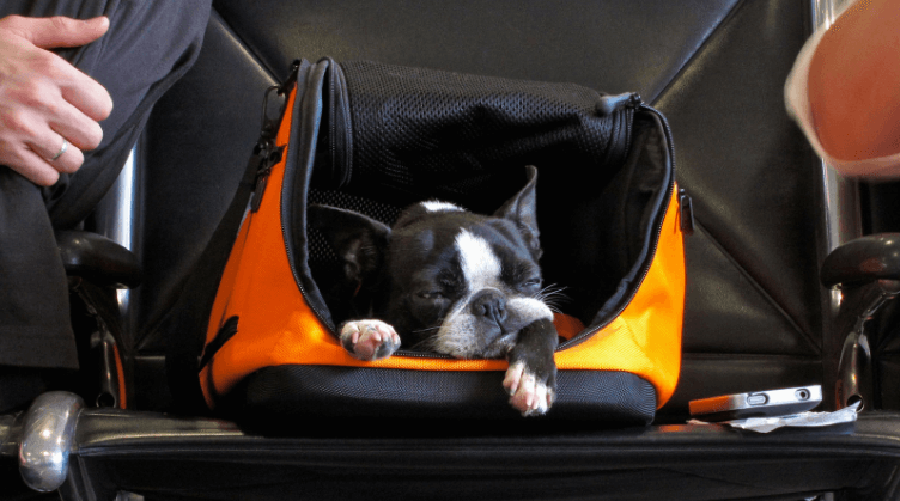 Las razas de perros que podrían morir al viajar en avión | El Imparcial de Oaxaca