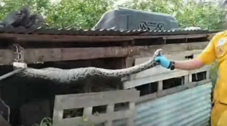 Video: Encuentran a una pitón atrapada en un tejado tras comerse a un conejo