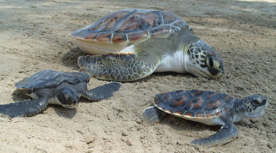 Vigila Armada de México arribazón de tortugas golfinas | El Imparcial de Oaxaca