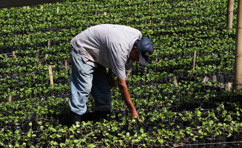 Sector agropecuario de Oaxaca cayó 50% con EPN | El Imparcial de Oaxaca