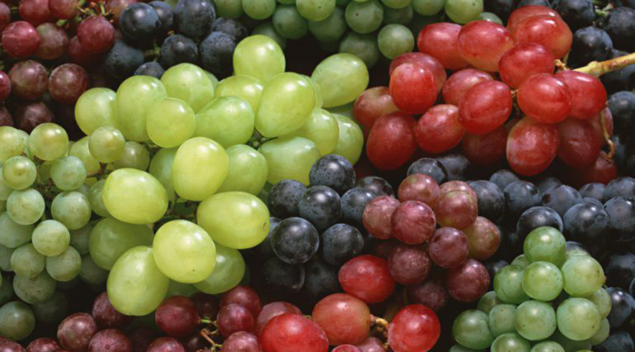 Las uvas, moras y cacahuates pueden frenar el cáncer