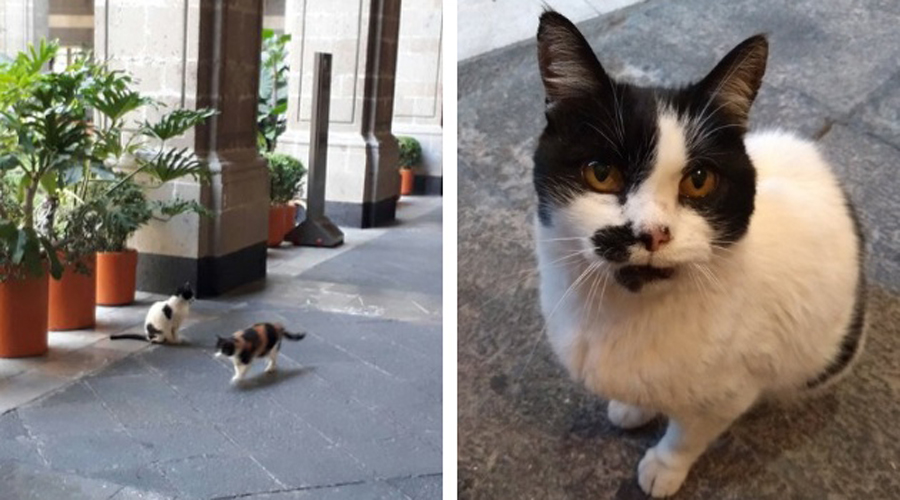 Los gatos se quedan en Palacio Nacional; son parte de los habitantes, asegura Ramírez Cuevas | El Imparcial de Oaxaca