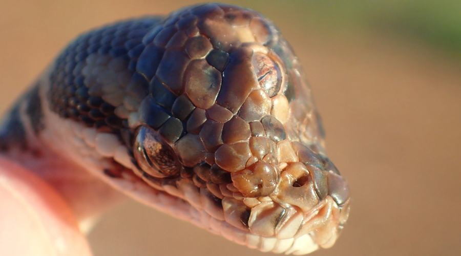 Encuentran serpiente pitón con tres ojos funcionales | El Imparcial de Oaxaca