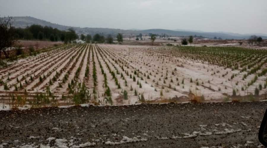 Fuerte granizada en la Mixteca, termina con afectaciones en los terrenos de cultivo