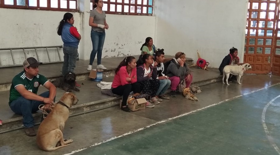 Asociaciones exigen campañas permanentes de esterilización en Oaxaca