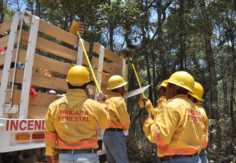 Brigadistas de Conafor en Oaxaca exigen pago de horas extras