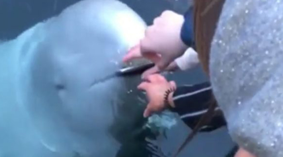 Video: Teléfono de joven cae al mar y una ballena beluga se lo devuelve | El Imparcial de Oaxaca