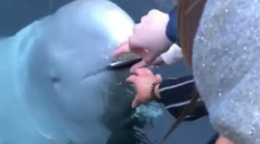 Video: Teléfono de joven cae al mar y una ballena beluga se lo devuelve