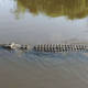 Avistan cocodrilo en río Los Perros de Juchitán