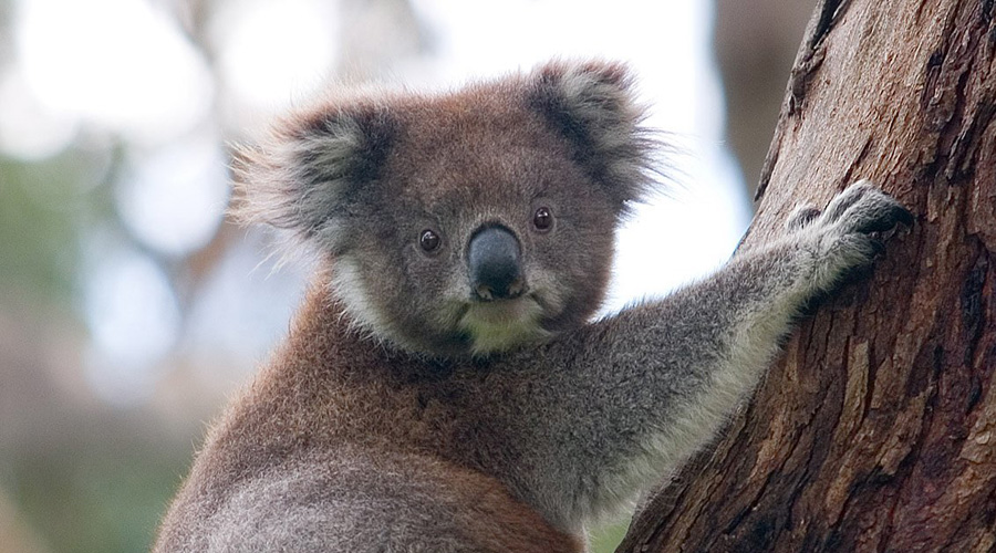 Declaran “funcionalmente extinto” al koala | El Imparcial de Oaxaca