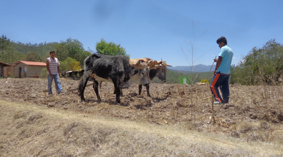 En la Mixteca, se perdió la siembra  de maíz de cazuela