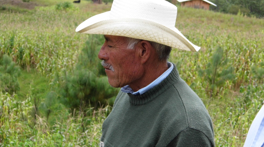 En la Mixteca, se perdió la siembra  de maíz de cazuela