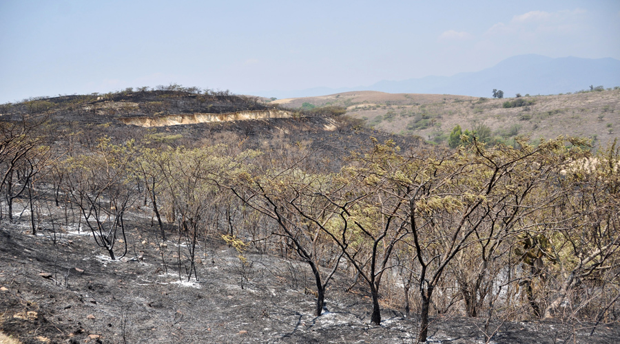 Incendios consumen 38 mil hectáreas de Oaxaca | El Imparcial de Oaxaca