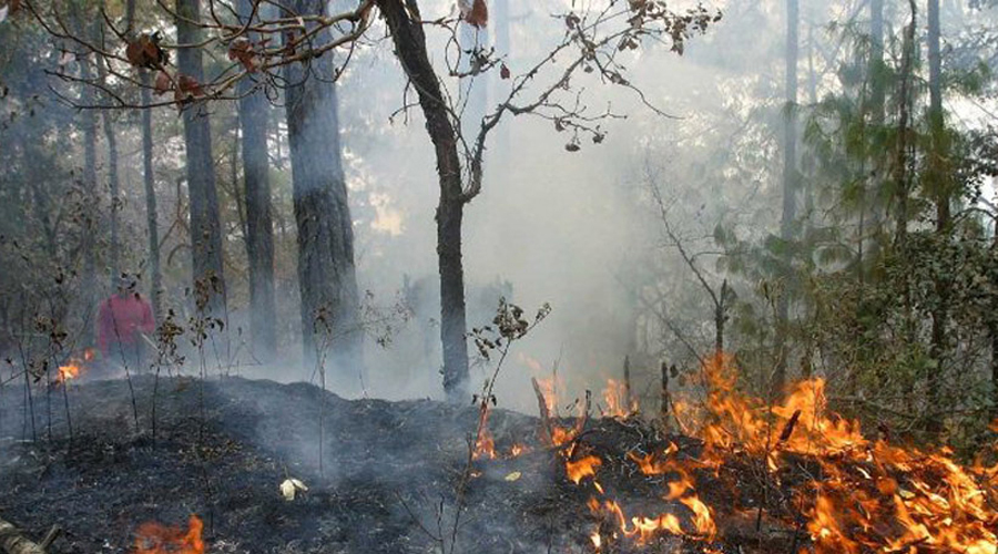 Incendio en los Chimalapas pone en peligro el equilibrio ecológico | El Imparcial de Oaxaca