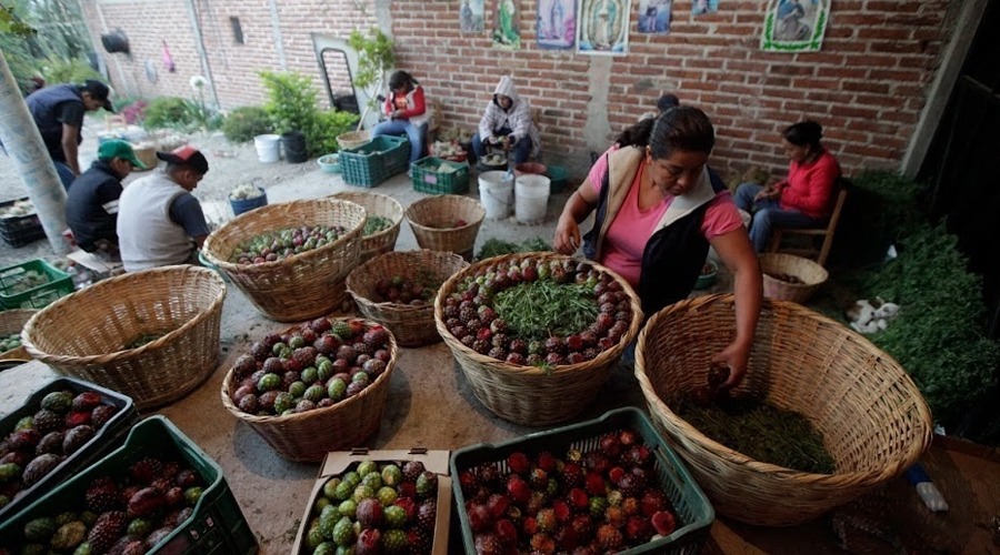 Incentivarán a sembrar  más cultivos de pitaya en la Mixteca