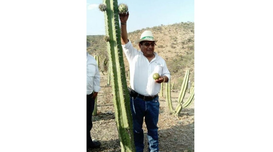 Incentivarán a sembrar  más cultivos de pitaya en la Mixteca