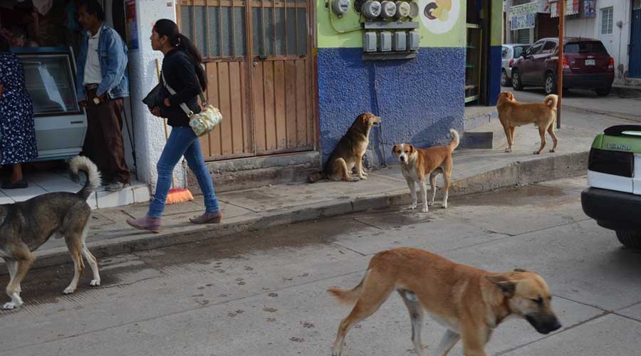 Preocupa abandono de  perros en Huajuapan de León, Oaxaca