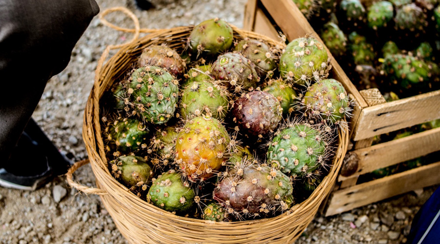 Productores de la Mixteca, exportarán más de 20  toneladas de pitaya | El Imparcial de Oaxaca